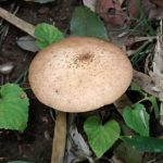 ナラタケ の高画質写真です。横浜市で、2024年10月24日に撮影したものです。