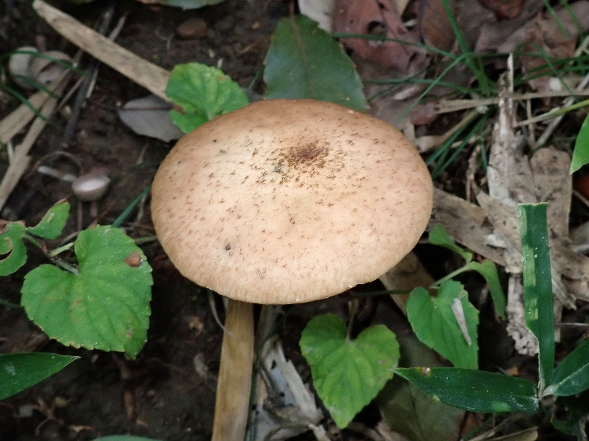 ナラタケ の高画質写真です。横浜市で、2024年10月24日に撮影したものです。