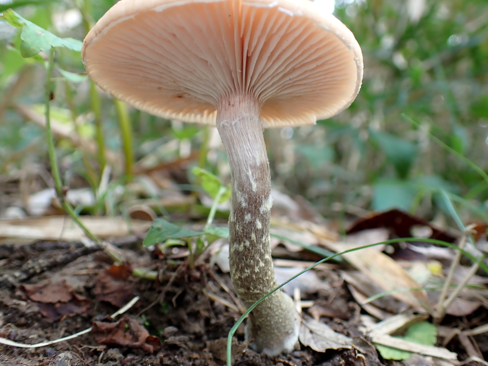 ナラタケ の高画質写真です。横浜市で、2024年10月24日に撮影したものです。