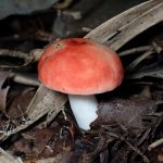 ニオイコベニタケ の高画質写真です。横浜市で、2024年10月15日に撮影したものです。