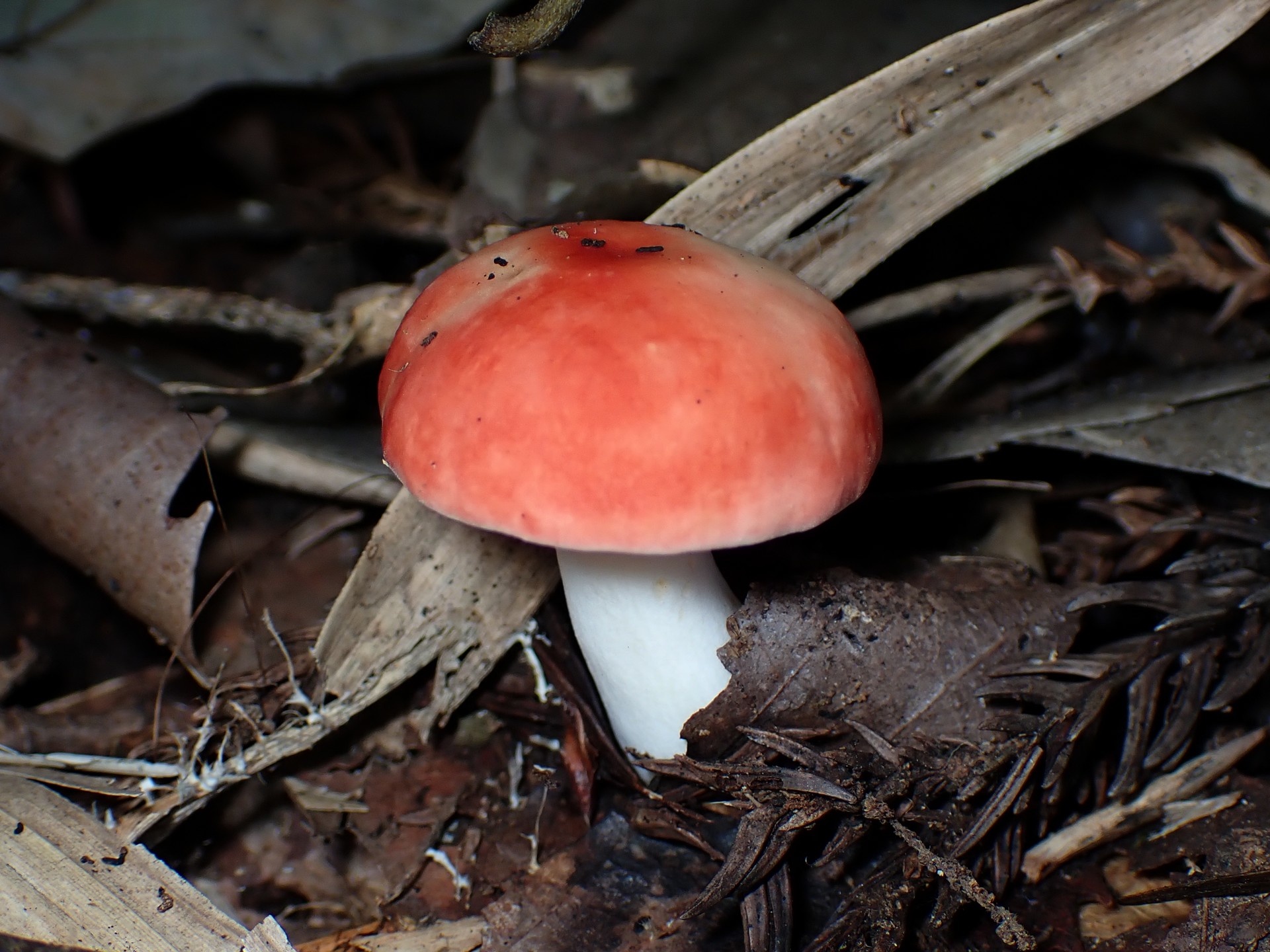 ニオイコベニタケ の高画質写真です。横浜市で、2024年10月15日に撮影したものです。