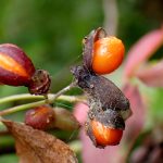 ニシキギ の高画質写真です。横浜市で、2024年10月24日に撮影したものです。