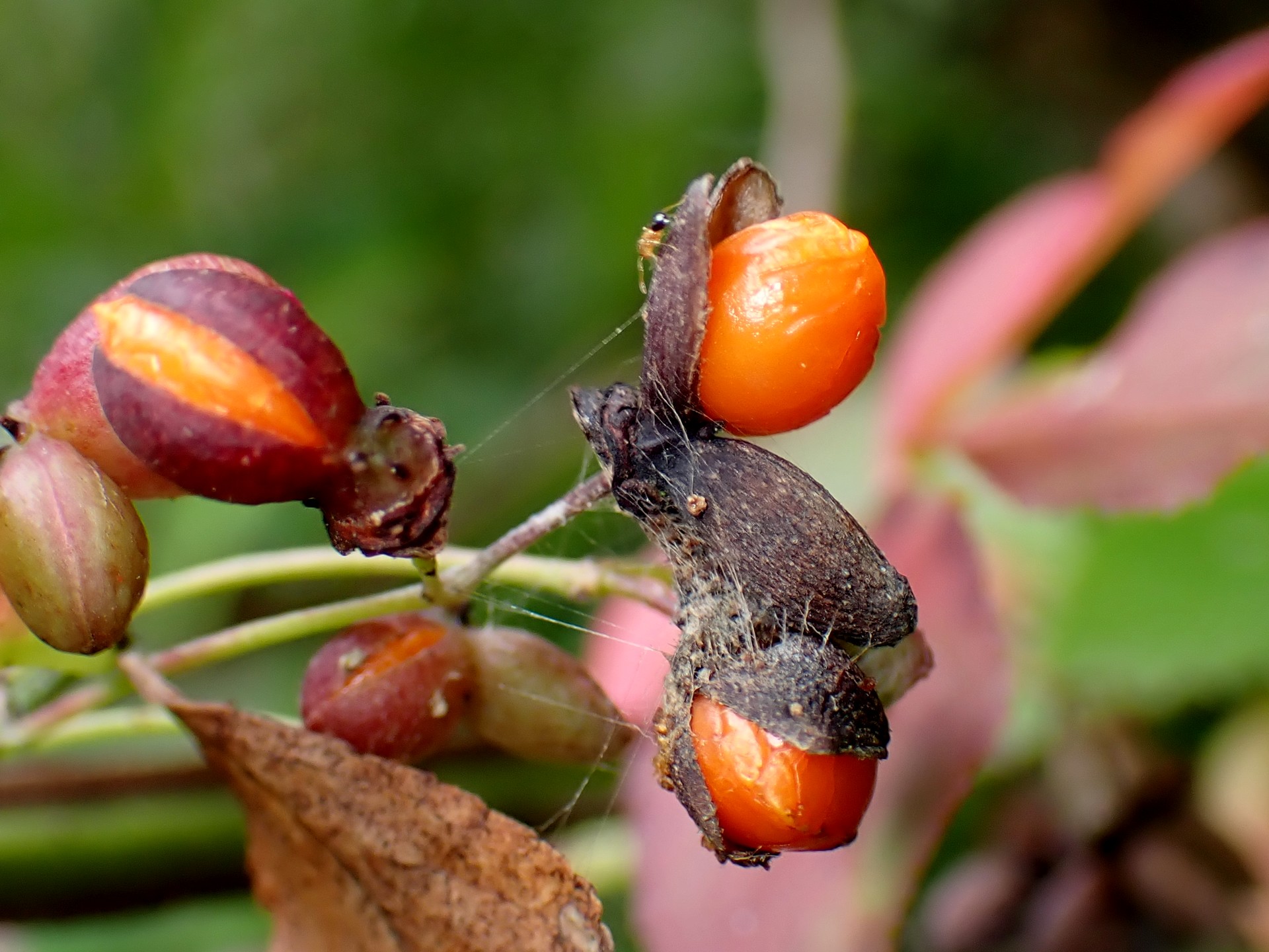 ニシキギ の高画質写真です。横浜市で、2024年10月24日に撮影したものです。