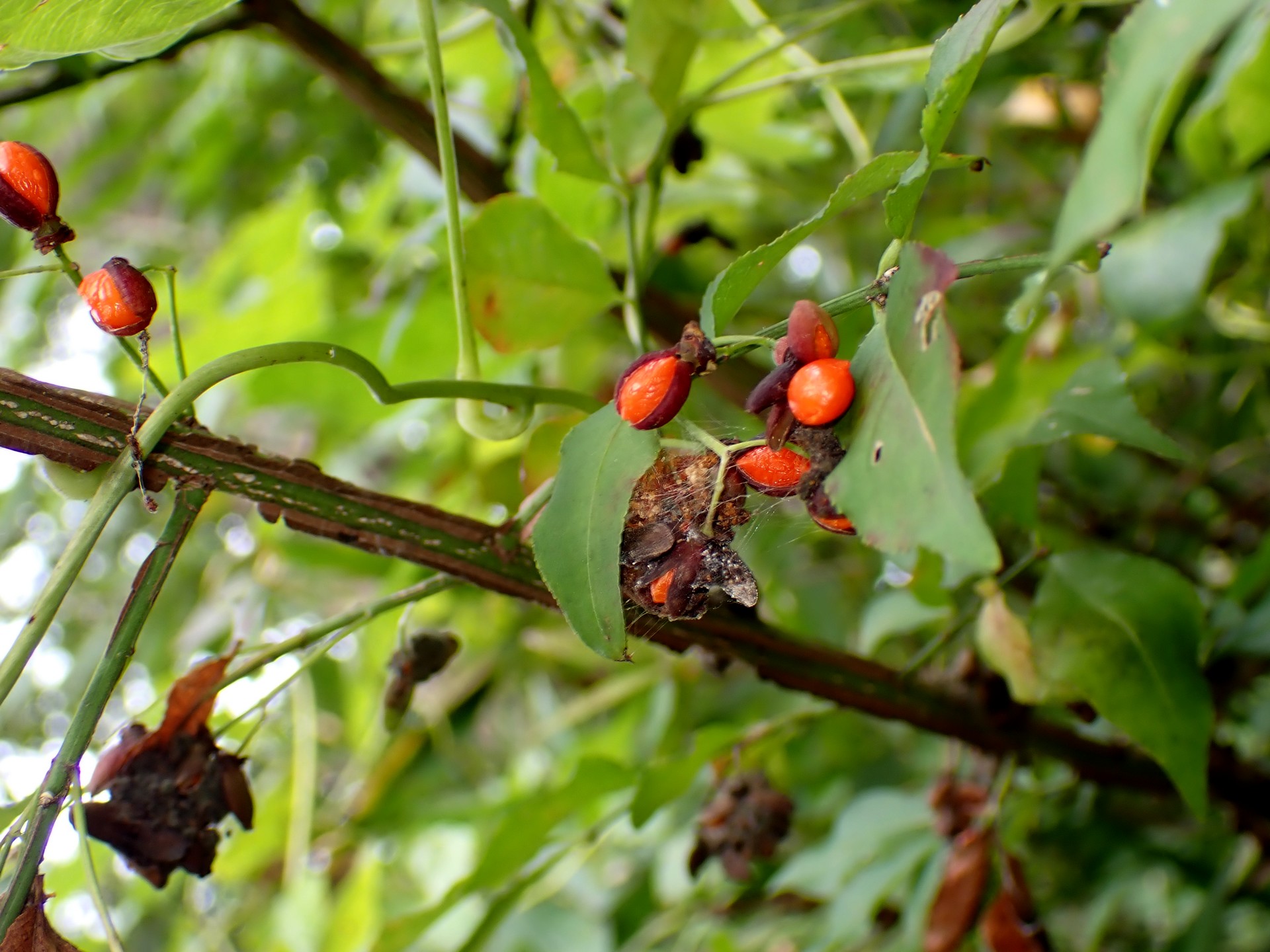 ニシキギ の高画質写真です。横浜市で、2024年10月24日に撮影したものです。