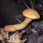 オオワライタケ の高画質写真です。横浜市で、2024年10月15日に撮影したものです。