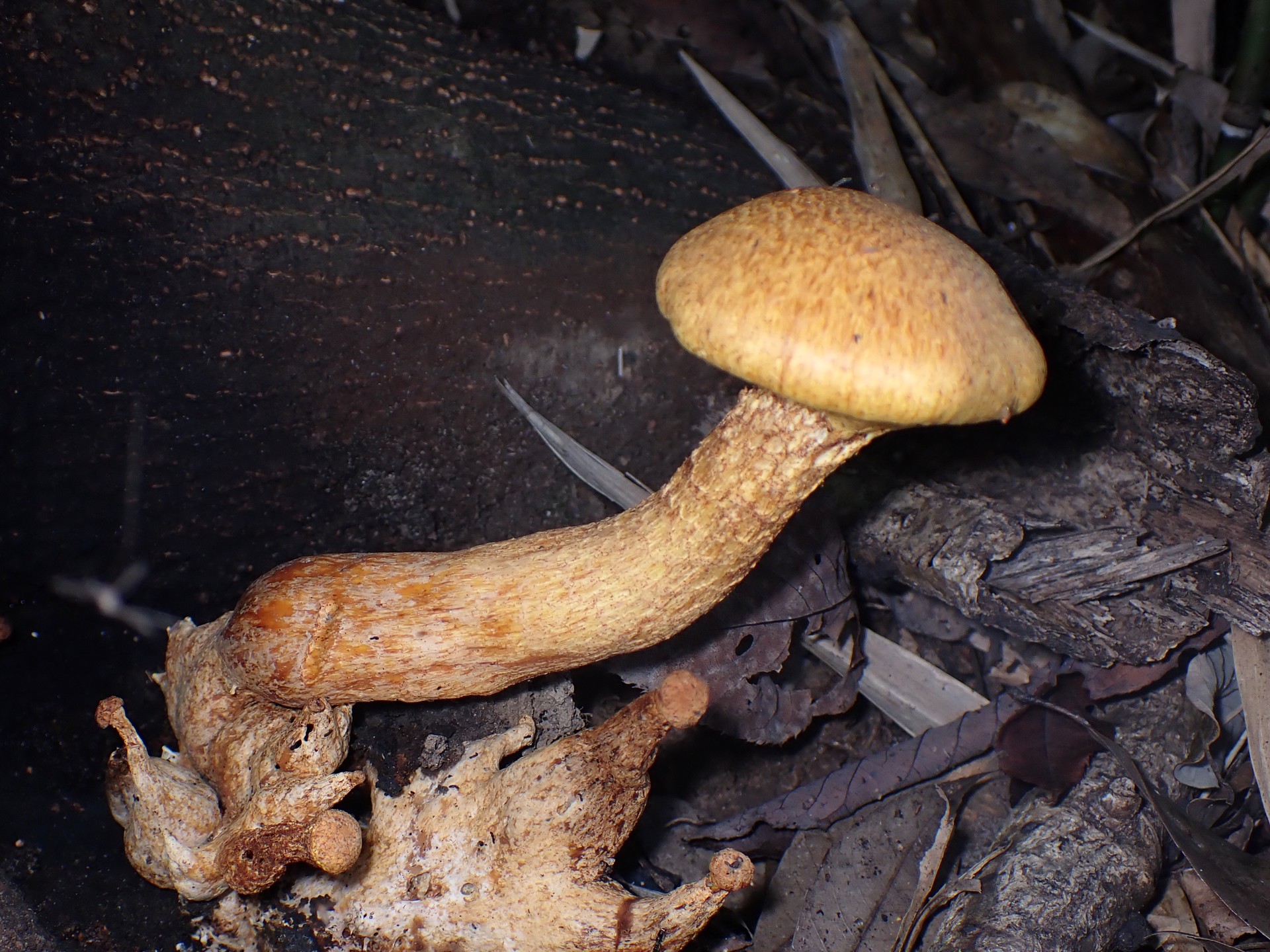 オオワライタケ の高画質写真です。横浜市で、2024年10月15日に撮影したものです。