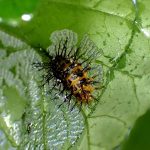 ルリタテハ の高画質写真です。横浜市で、2024年10月30日に撮影したものです。