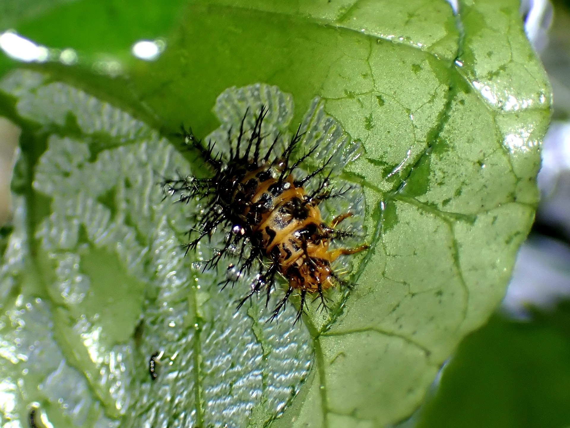 ルリタテハ の高画質写真です。横浜市で、2024年10月30日に撮影したものです。