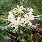 シロバナヒガンバナ の高画質写真です。横浜市で、2024年10月6日に撮影したものです。