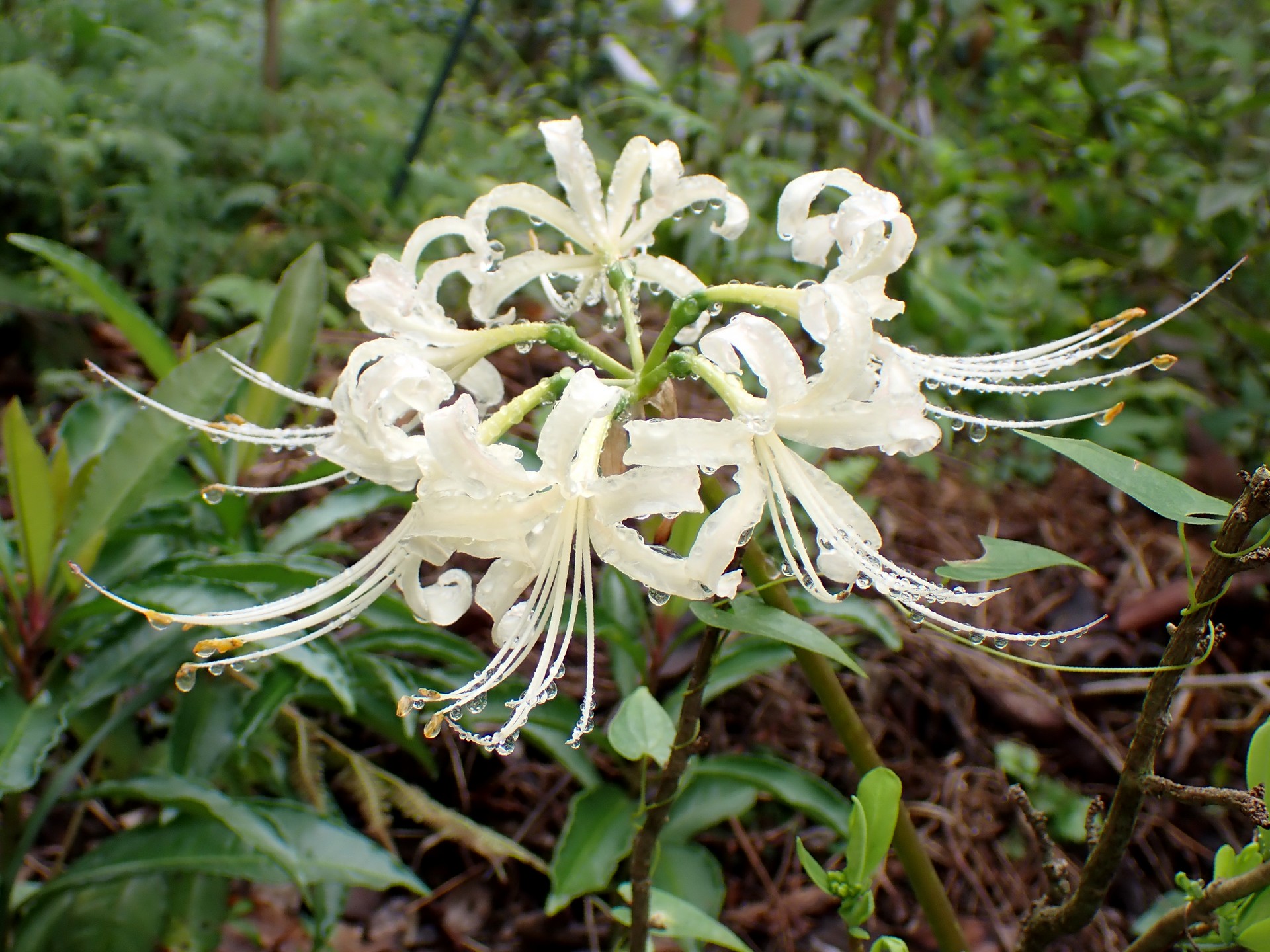 シロバナヒガンバナ の高画質写真です。横浜市で、2024年10月6日に撮影したものです。