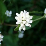 シロバナミゾソバ の高画質写真です。横浜市で、2024年10月15日に撮影したものです。