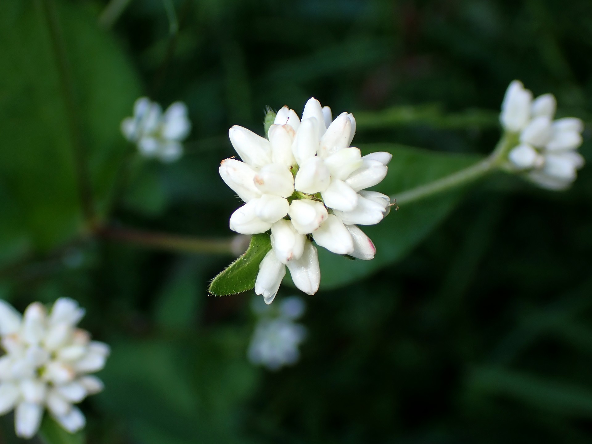 シロバナミゾソバ の高画質写真です。横浜市で、2024年10月15日に撮影したものです。
