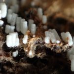 シロウツボホコリ の高画質写真です。横浜市で、2024年10月18日に撮影したものです。