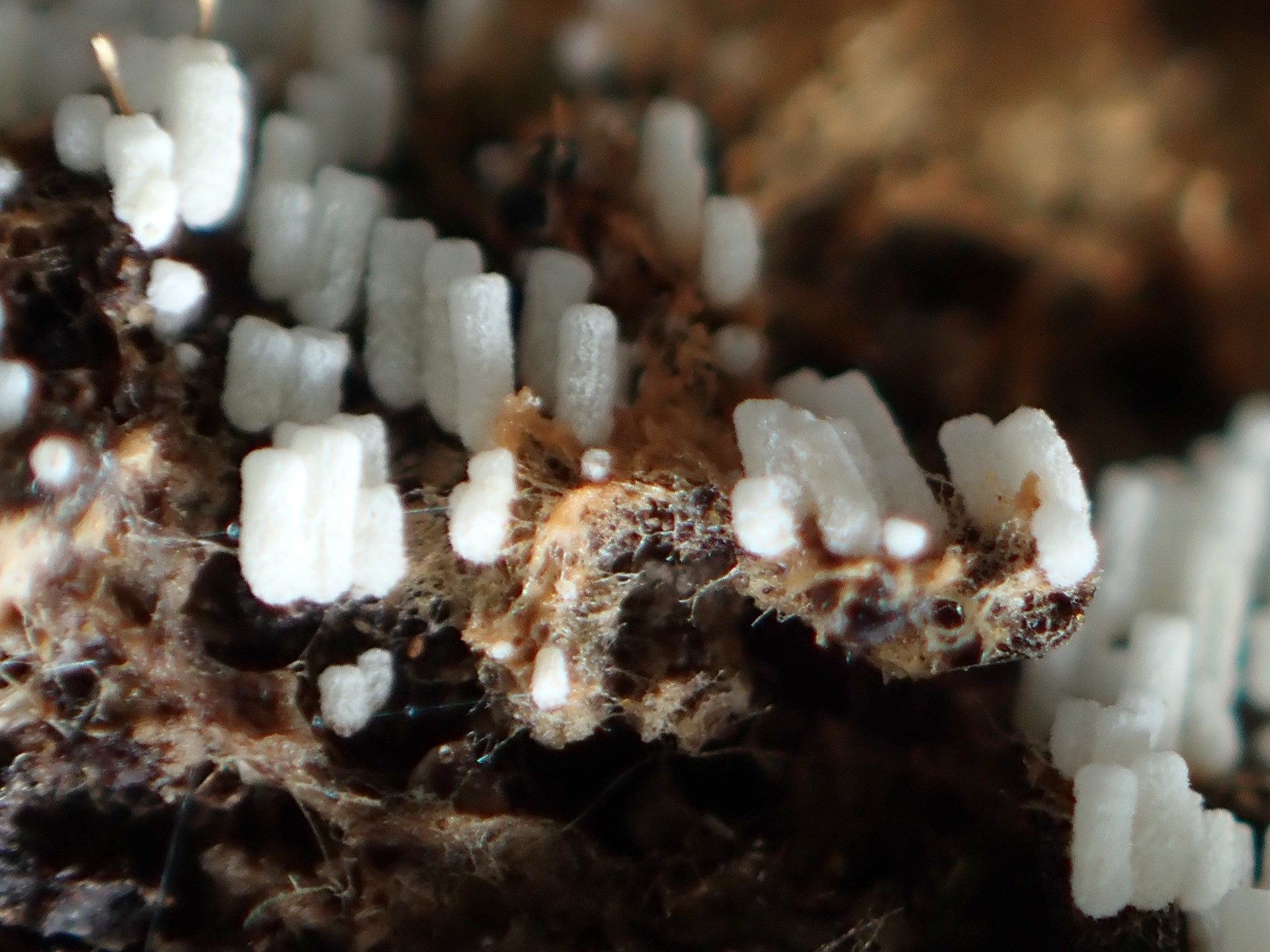 シロウツボホコリ の高画質写真です。横浜市で、2024年10月18日に撮影したものです。