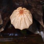 スジオチバタケ の高画質写真です。横浜市で、2024年10月30日に撮影したものです。