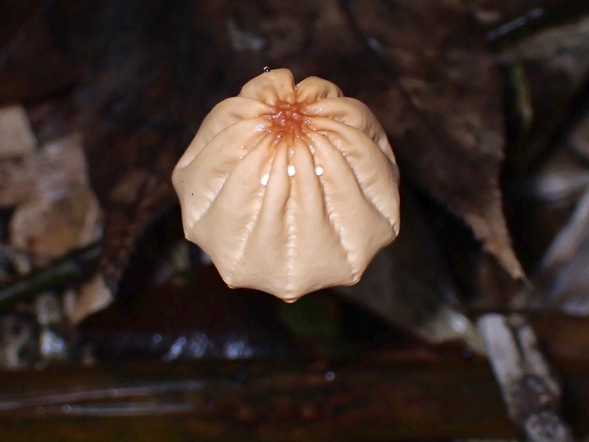 スジオチバタケ の高画質写真です。横浜市で、2024年10月30日に撮影したものです。