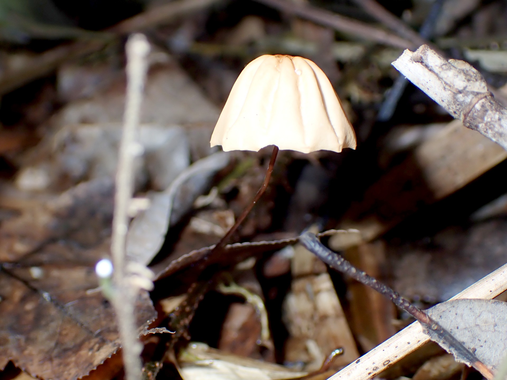 スジオチバタケ の高画質写真です。横浜市で、2024年10月30日に撮影したものです。