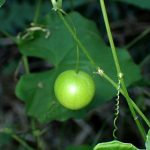 スズメウリ の高画質写真です。横浜市で、2024年10月13日に撮影したものです。