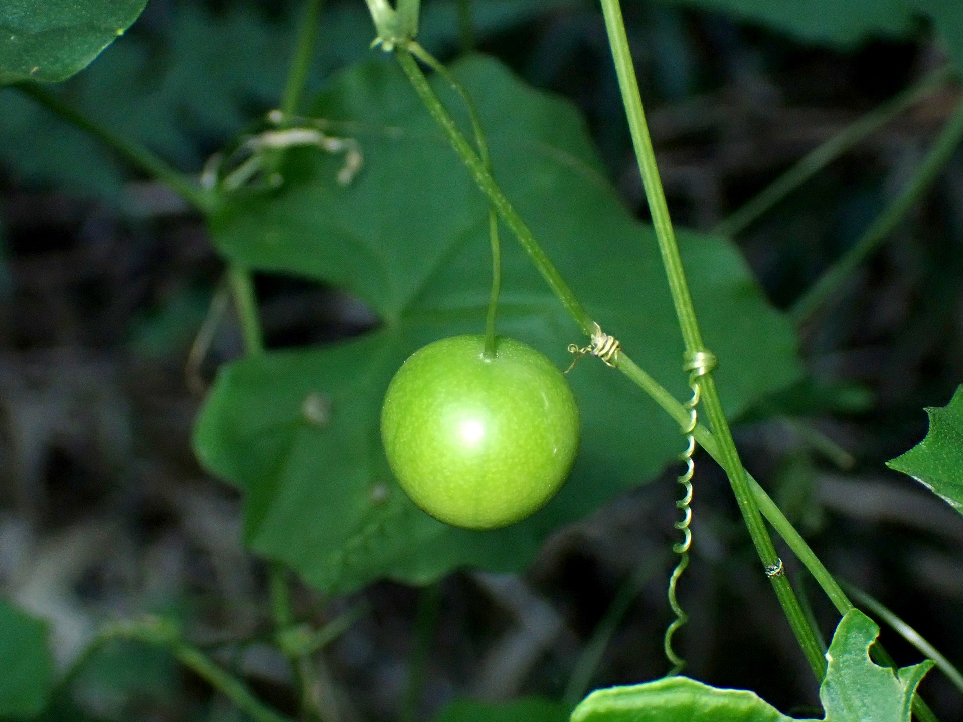 スズメウリ の高画質写真です。横浜市で、2024年10月13日に撮影したものです。
