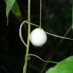 スズメウリの高画質写真です。横浜市で、2024年10月30日に撮影したものです。