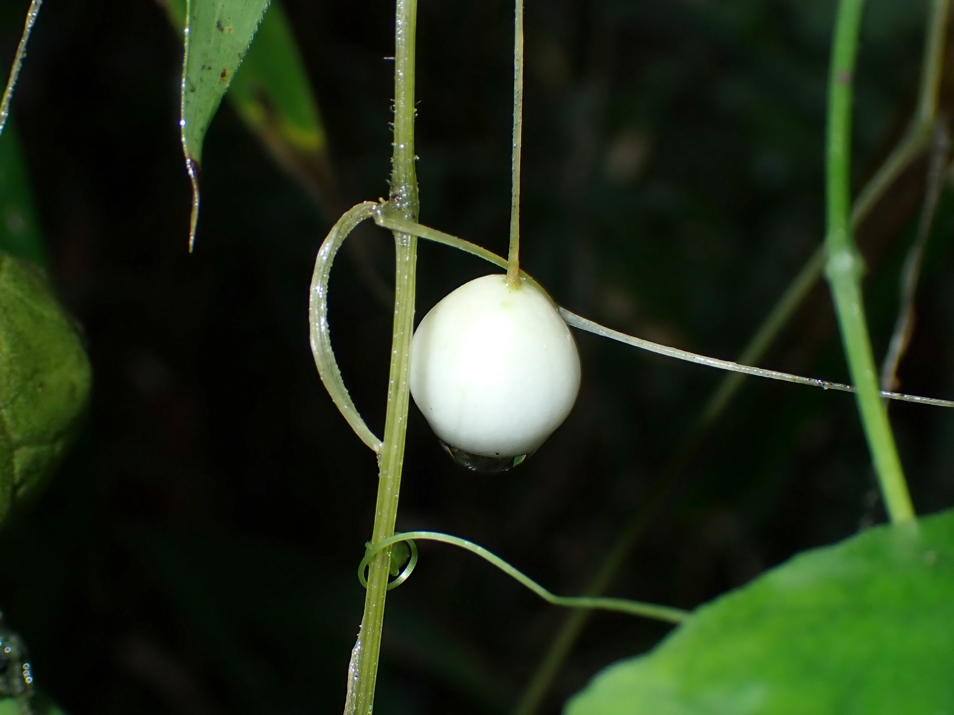 スズメウリの高画質写真です。横浜市で、2024年10月30日に撮影したものです。
