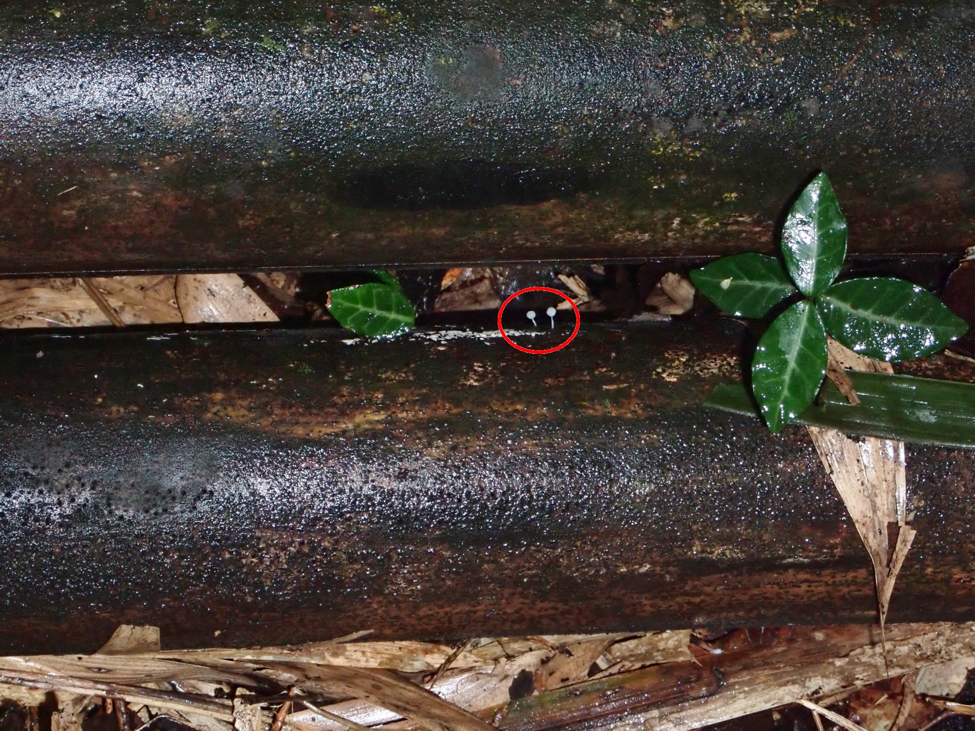 竹から出た微小きのこ の高画質写真です。横浜市で、2024年10月4日に撮影したものです。