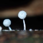 竹から出た微小きのこ の高画質写真です。横浜市で、2024年10月4日に撮影したものです。