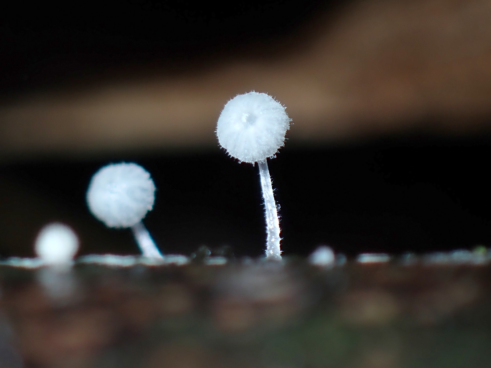 竹から出た微小きのこ の高画質写真です。横浜市で、2024年10月4日に撮影したものです。