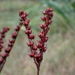 タコノアシ の高画質写真です。横浜市で、2024年10月27日に撮影したものです。