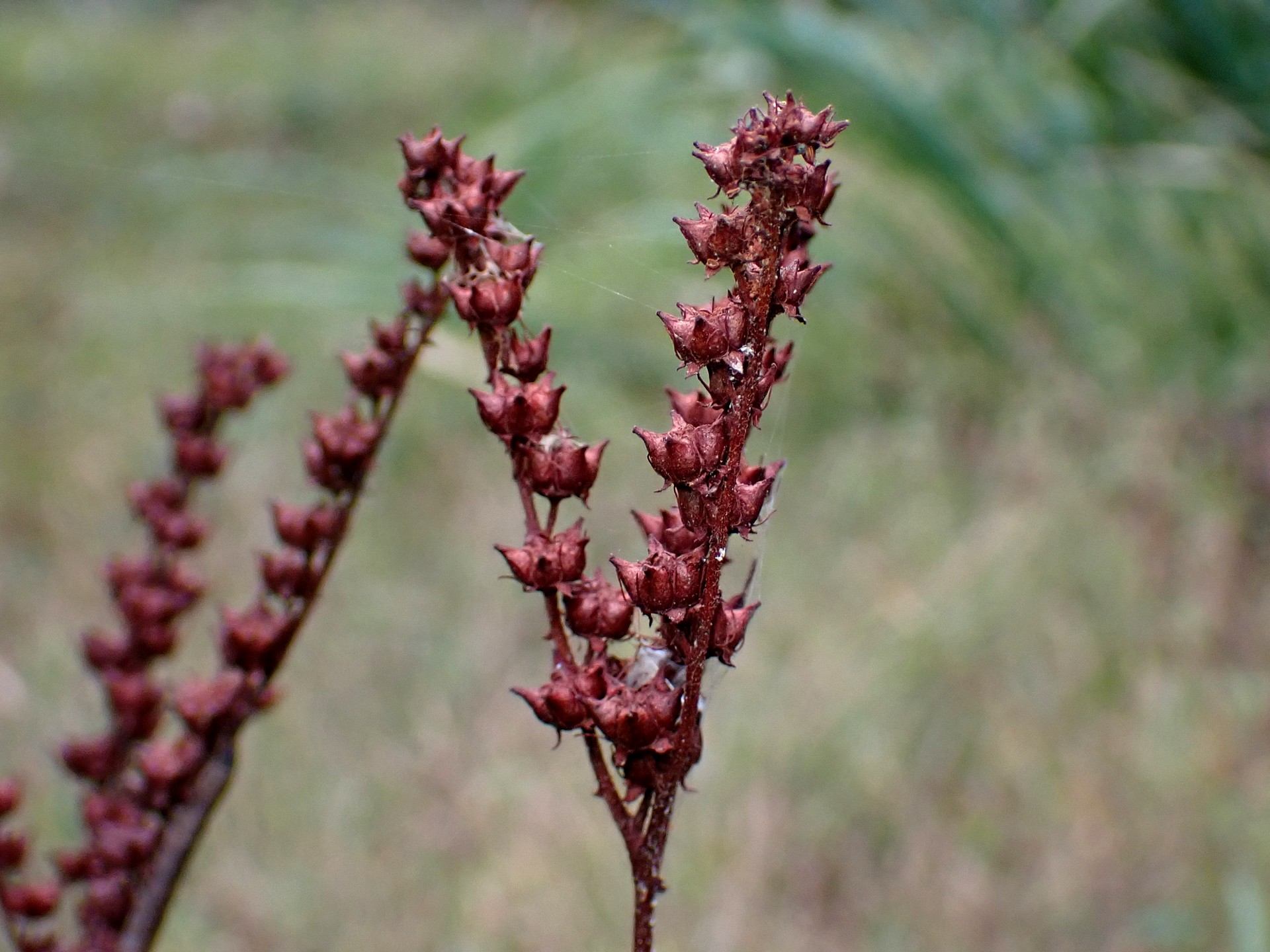 タコノアシ の高画質写真です。横浜市で、2024年10月27日に撮影したものです。