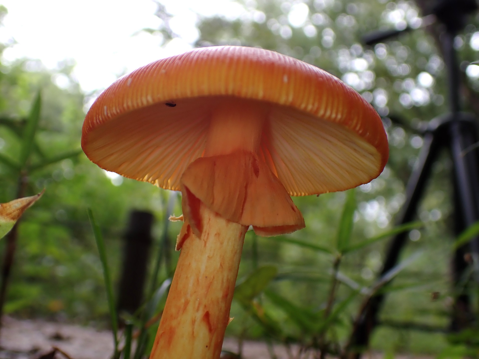 タマゴタケ の高画質写真です。横浜市で、2024年10月6日に撮影したものです。