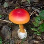 タマゴタケ の高画質写真です。横浜市で、2024年10月6日に撮影したものです。