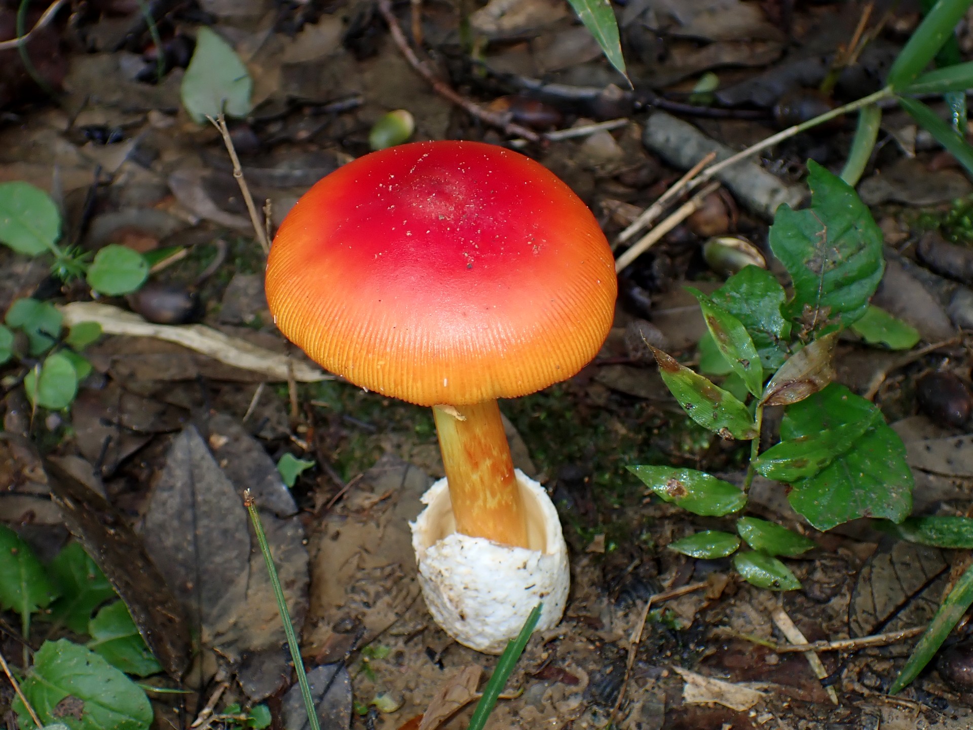 タマゴタケ の高画質写真です。横浜市で、2024年10月6日に撮影したものです。