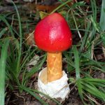 タマゴタケ の高画質写真です。横浜市で、2024年10月18日に撮影したものです。