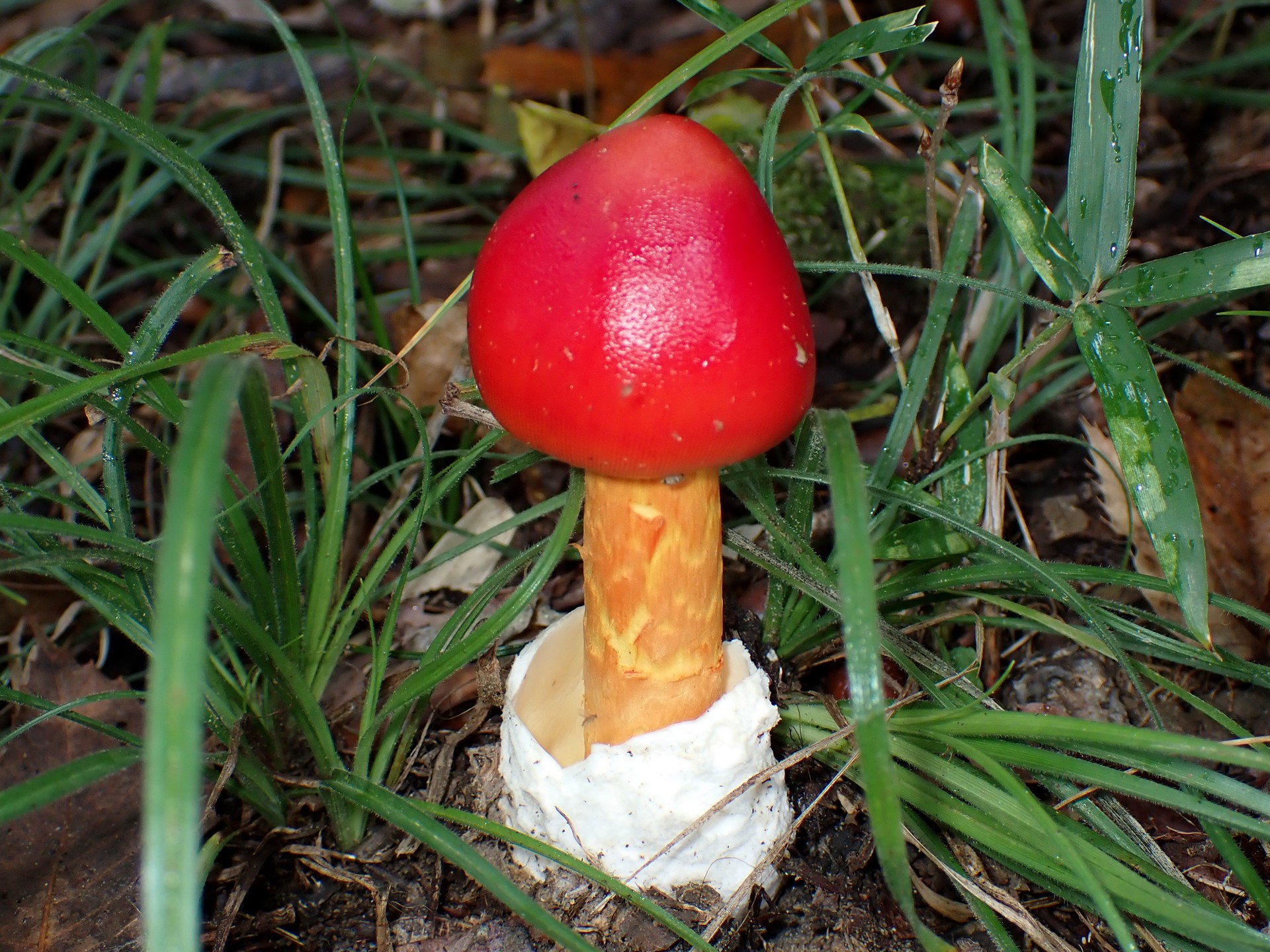 タマゴタケ の高画質写真です。横浜市で、2024年10月18日に撮影したものです。