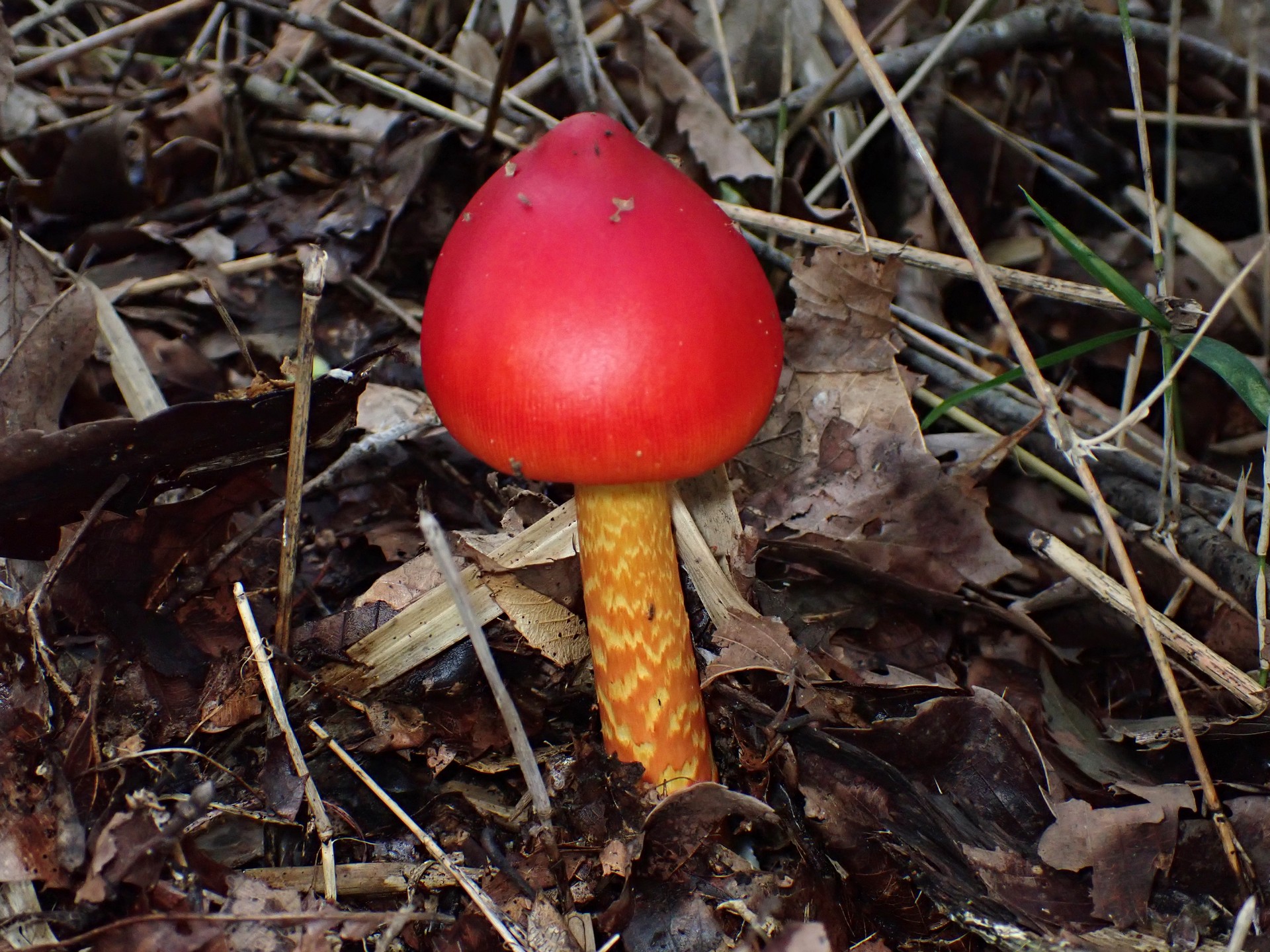 タマゴタケ の高画質写真です。横浜市で、2024年10月19日に撮影したものです。