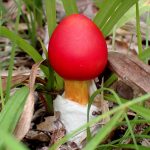 タマゴタケ の高画質写真です。横浜市で、2024年10月24日に撮影したものです。