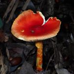 タマゴタケ の高画質写真です。横浜市で、2024年10月27日に撮影したものです。