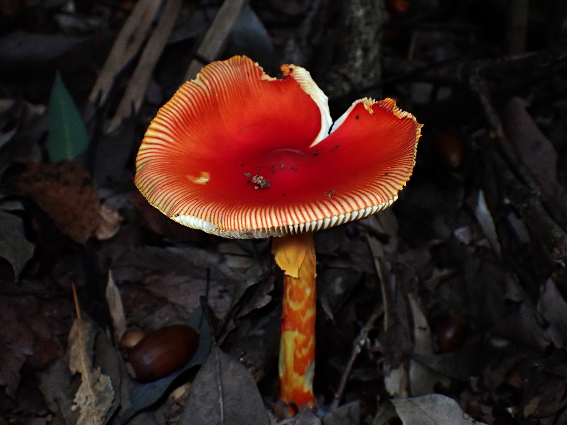 タマゴタケ の高画質写真です。横浜市で、2024年10月27日に撮影したものです。