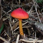 タマゴタケ の高画質写真です。横浜市で、2024年10月19日に撮影したものです。