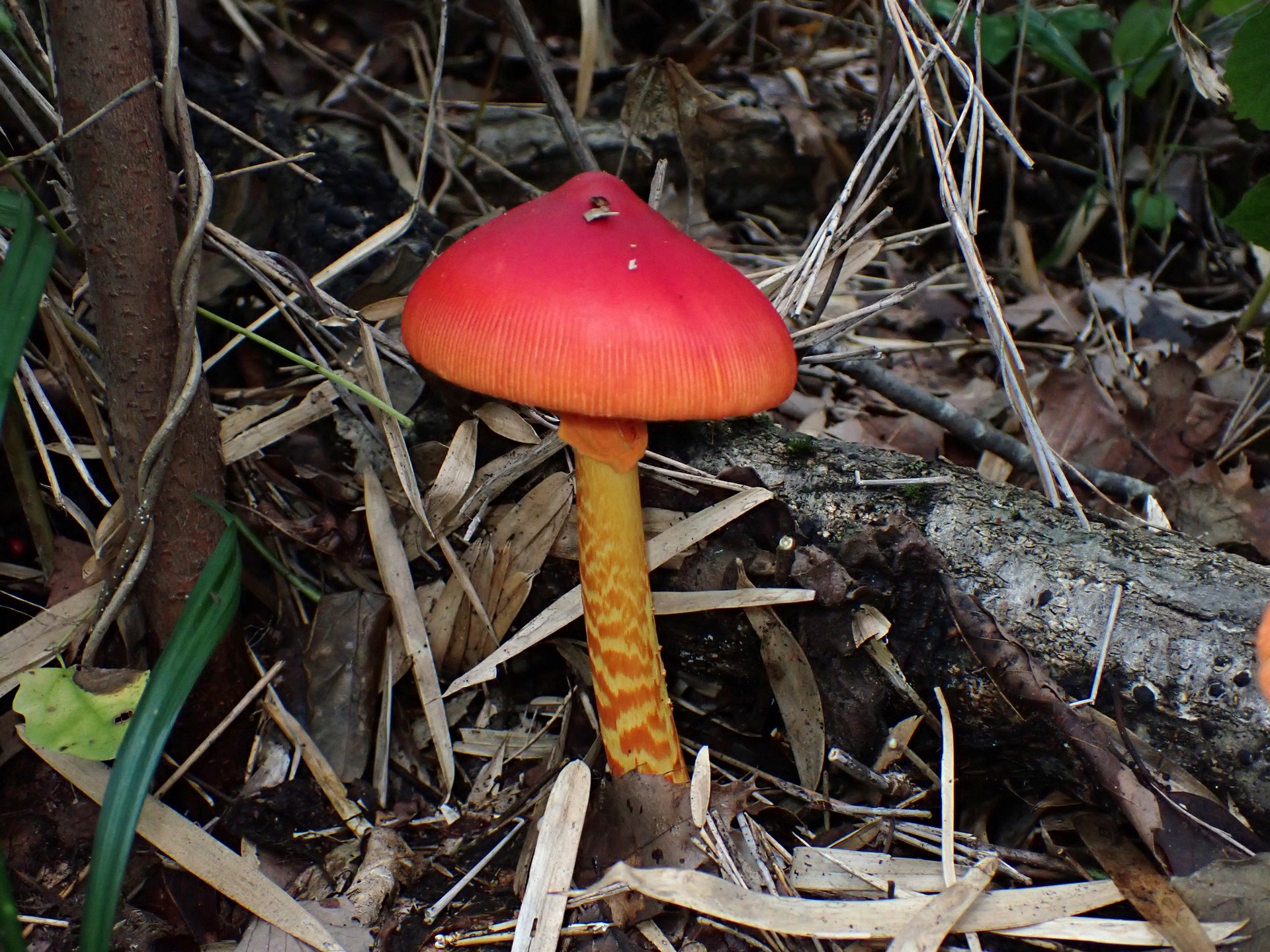 タマゴタケ の高画質写真です。横浜市で、2024年10月19日に撮影したものです。