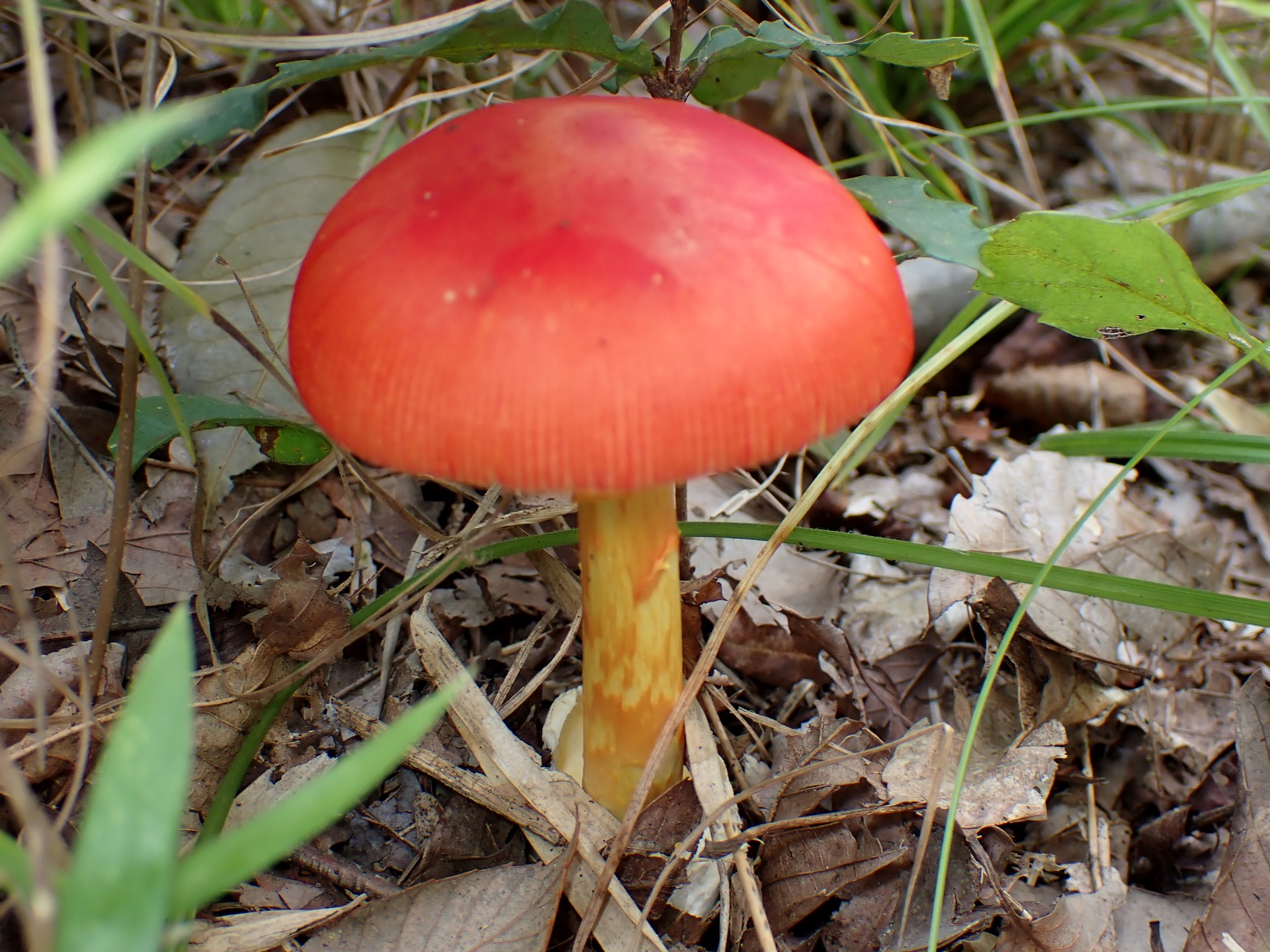 タマゴタケ の高画質写真です。横浜市で、2024年10月24日に撮影したものです。