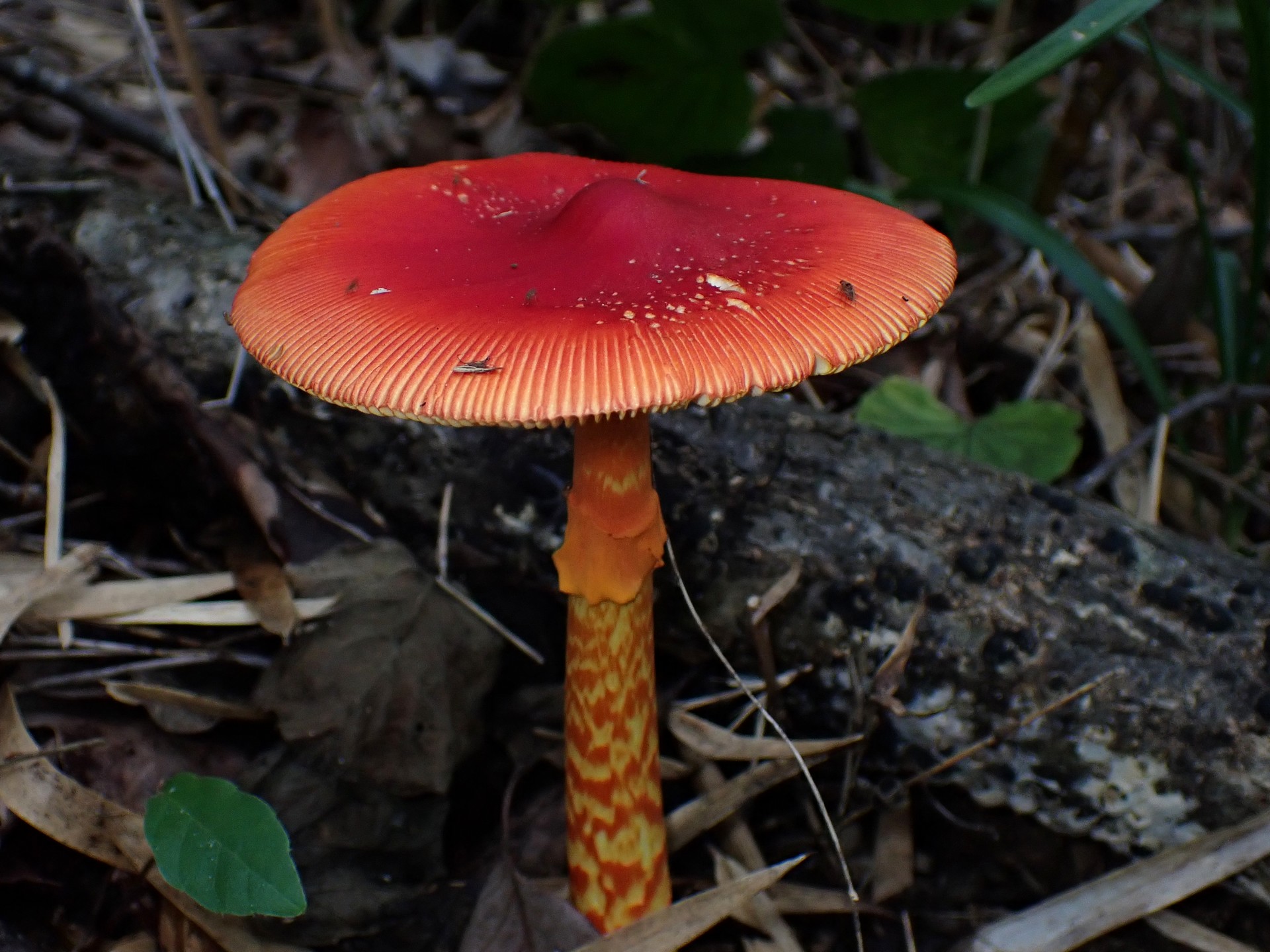 タマゴタケ の高画質写真です。横浜市で、2024年10月19日に撮影したものです。