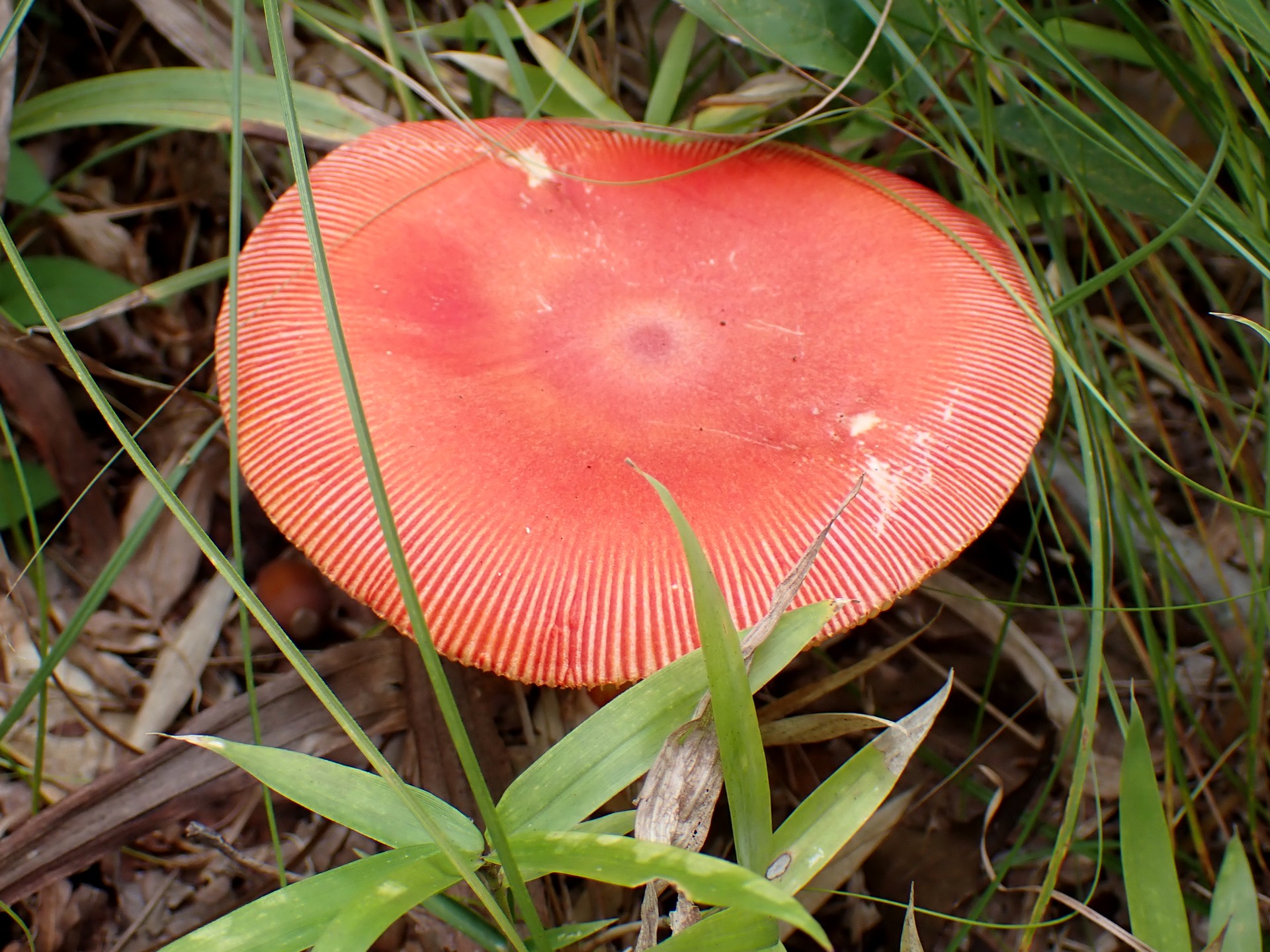 タマゴタケ の高画質写真です。横浜市で、2024年10月24日に撮影したものです。