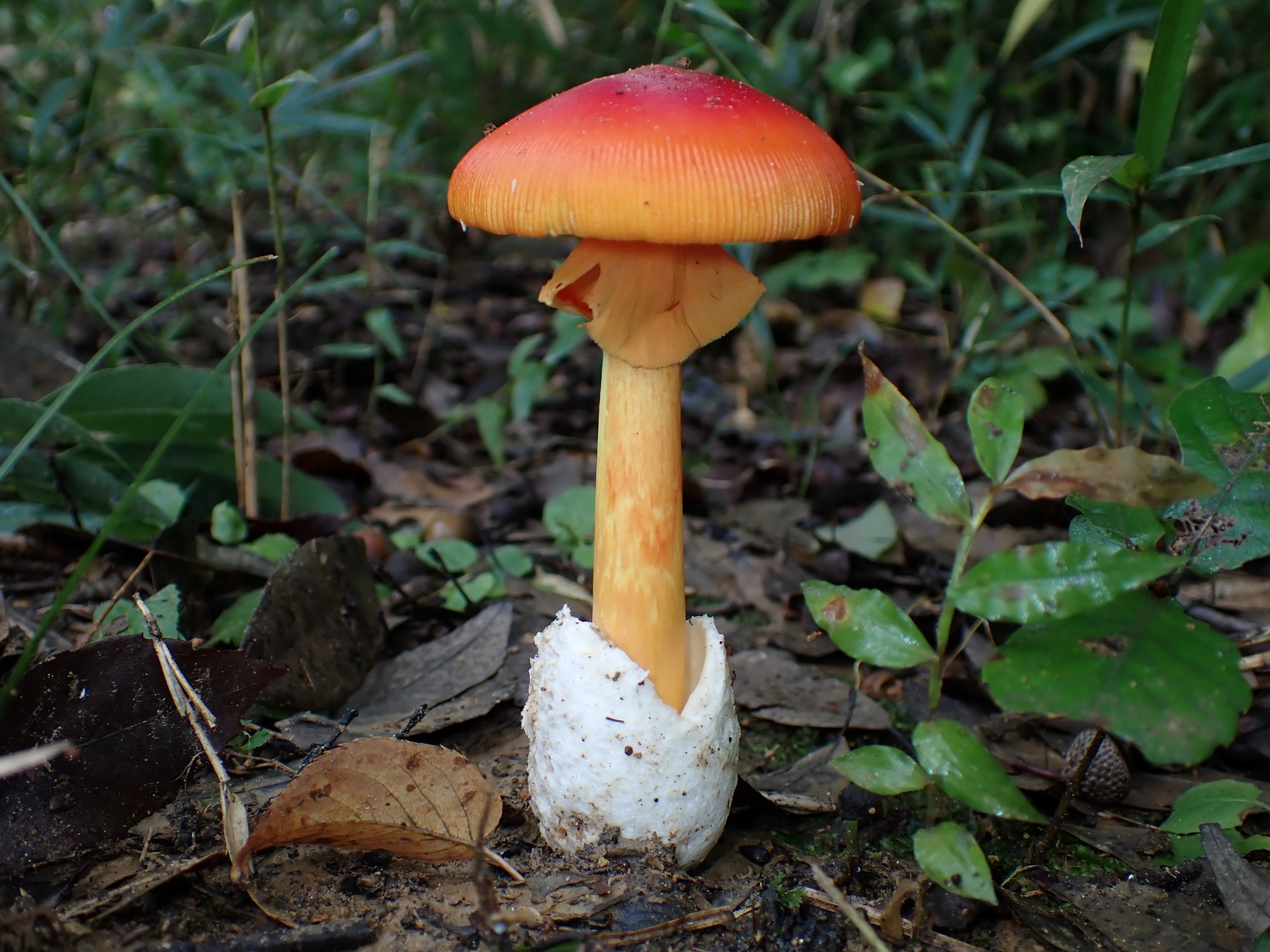 タマゴタケ の高画質写真です。横浜市で、2024年10月6日に撮影したものです。