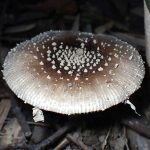 テングタケ の高画質写真です。横浜市で、2024年10月26日に撮影したものです。