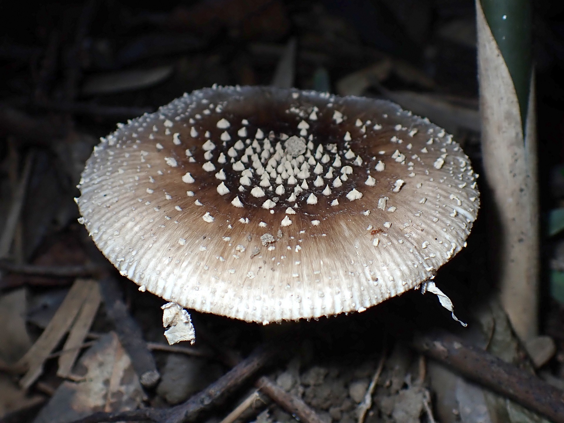 テングタケ の高画質写真です。横浜市で、2024年10月26日に撮影したものです。