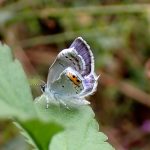 ツバメシジミ の高画質写真です。横浜市で、2024年10月6日に撮影したものです。