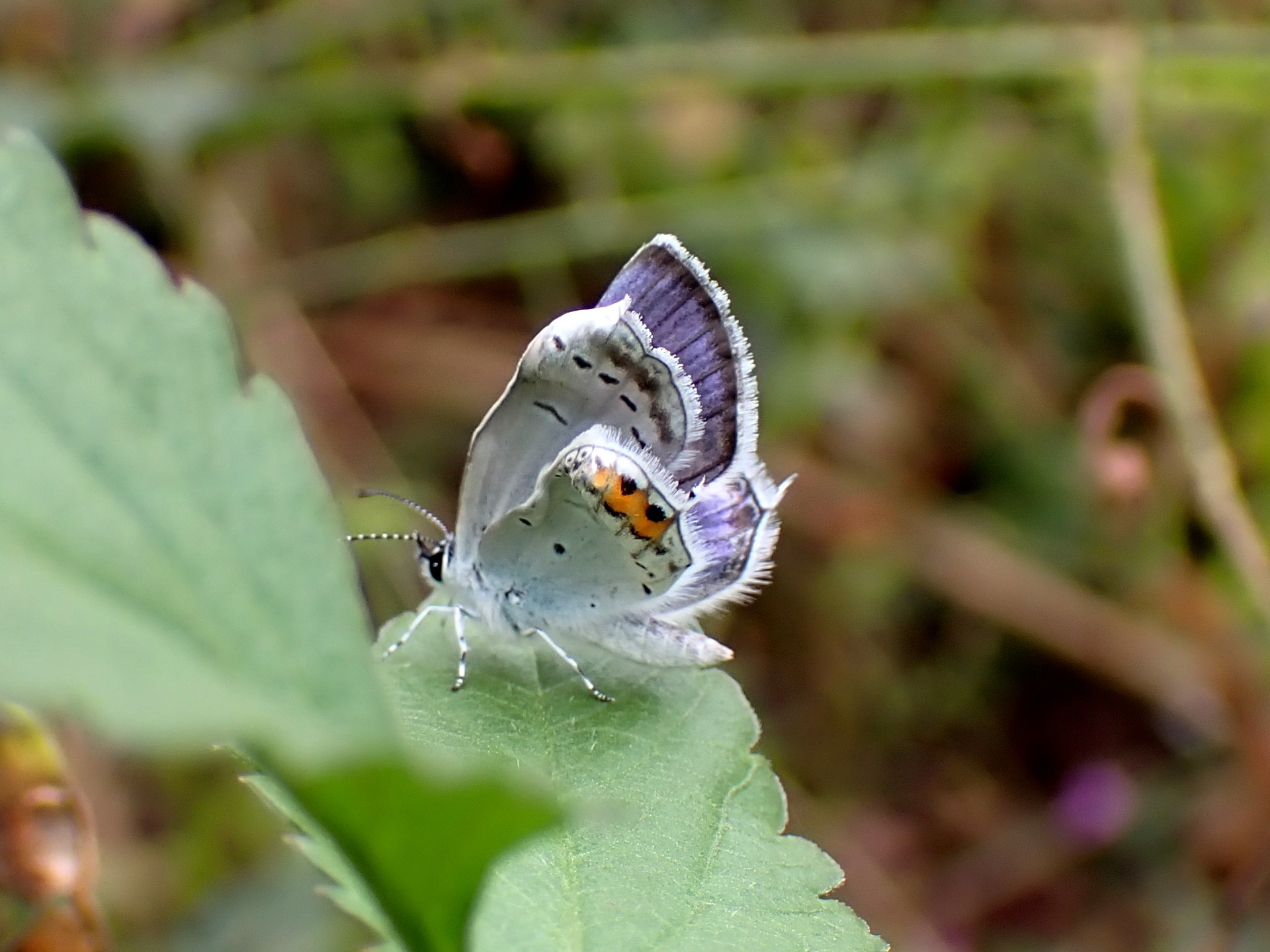 ツバメシジミ の高画質写真です。横浜市で、2024年10月6日に撮影したものです。