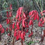 ツチアケビ の高画質写真です。横浜市で、2024年10月15日に撮影したものです。